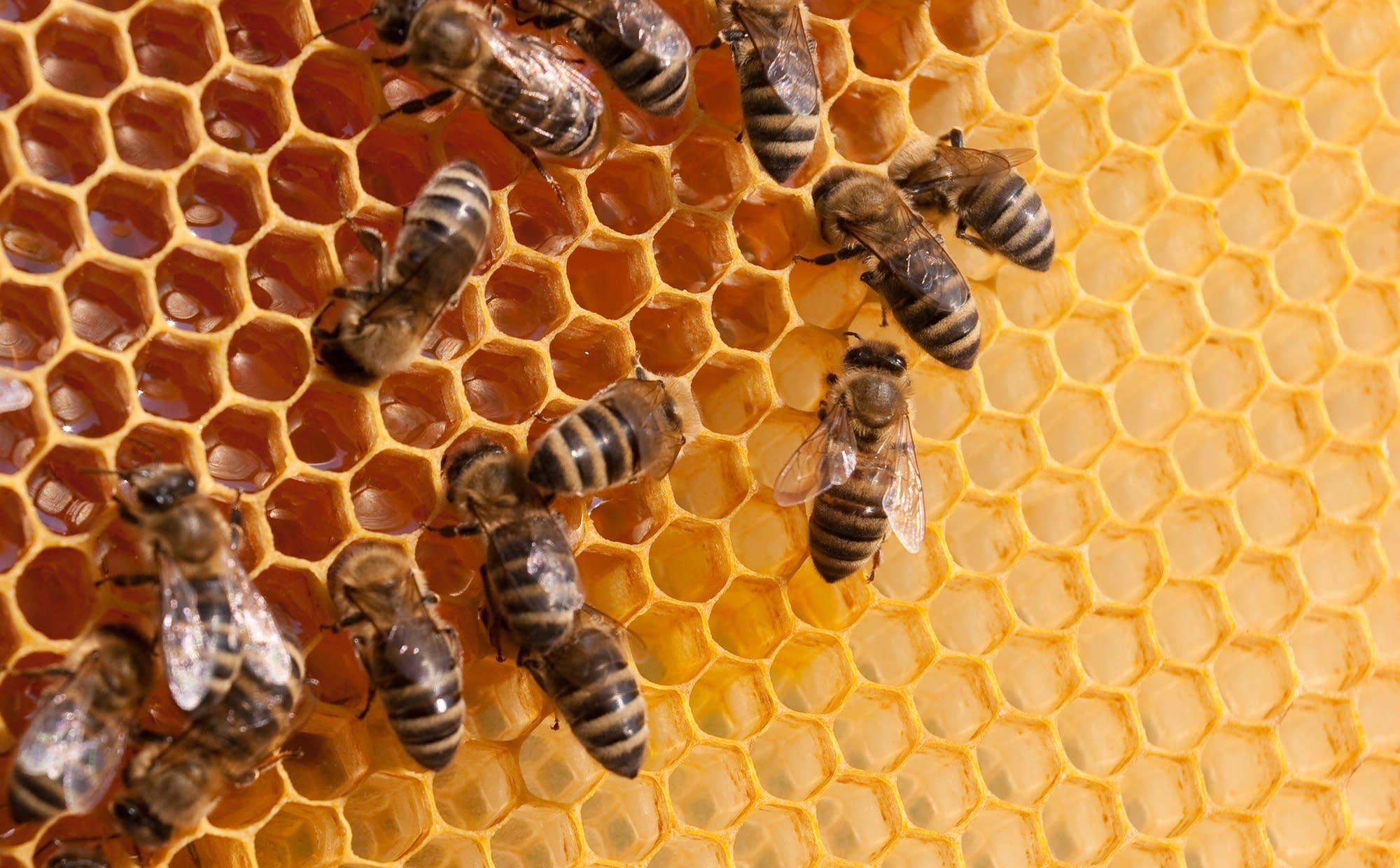 45c639 splendid table bees working hive alexandrumagurean e 157508920